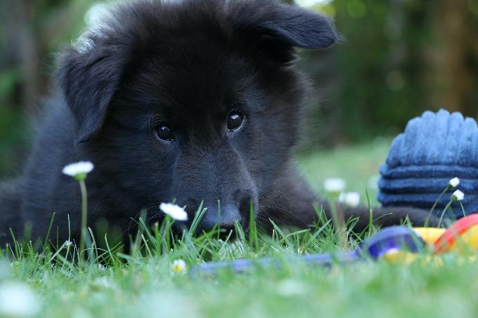 black short coated puppy lying on grass